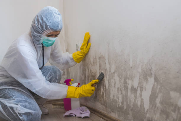 Best Residential Mold Removal  in White Plains, NC