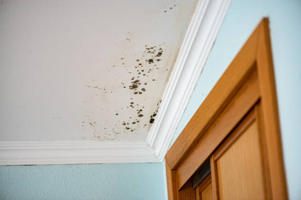 Best Commercial Mold Removal  in White Plains, NC