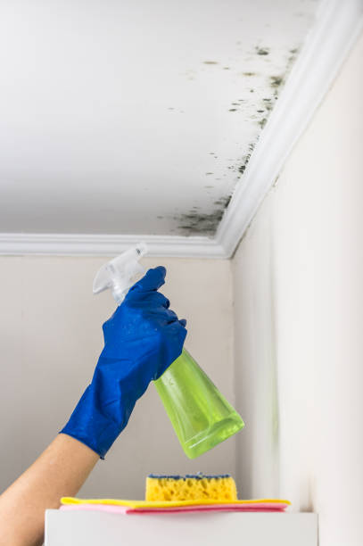 Best Emergency Mold Removal  in White Plains, NC